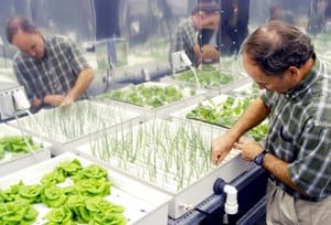 Hydroponic growing technique